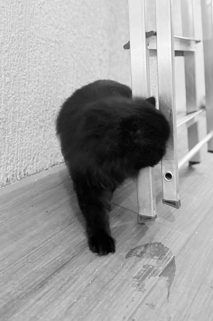 Gato feral