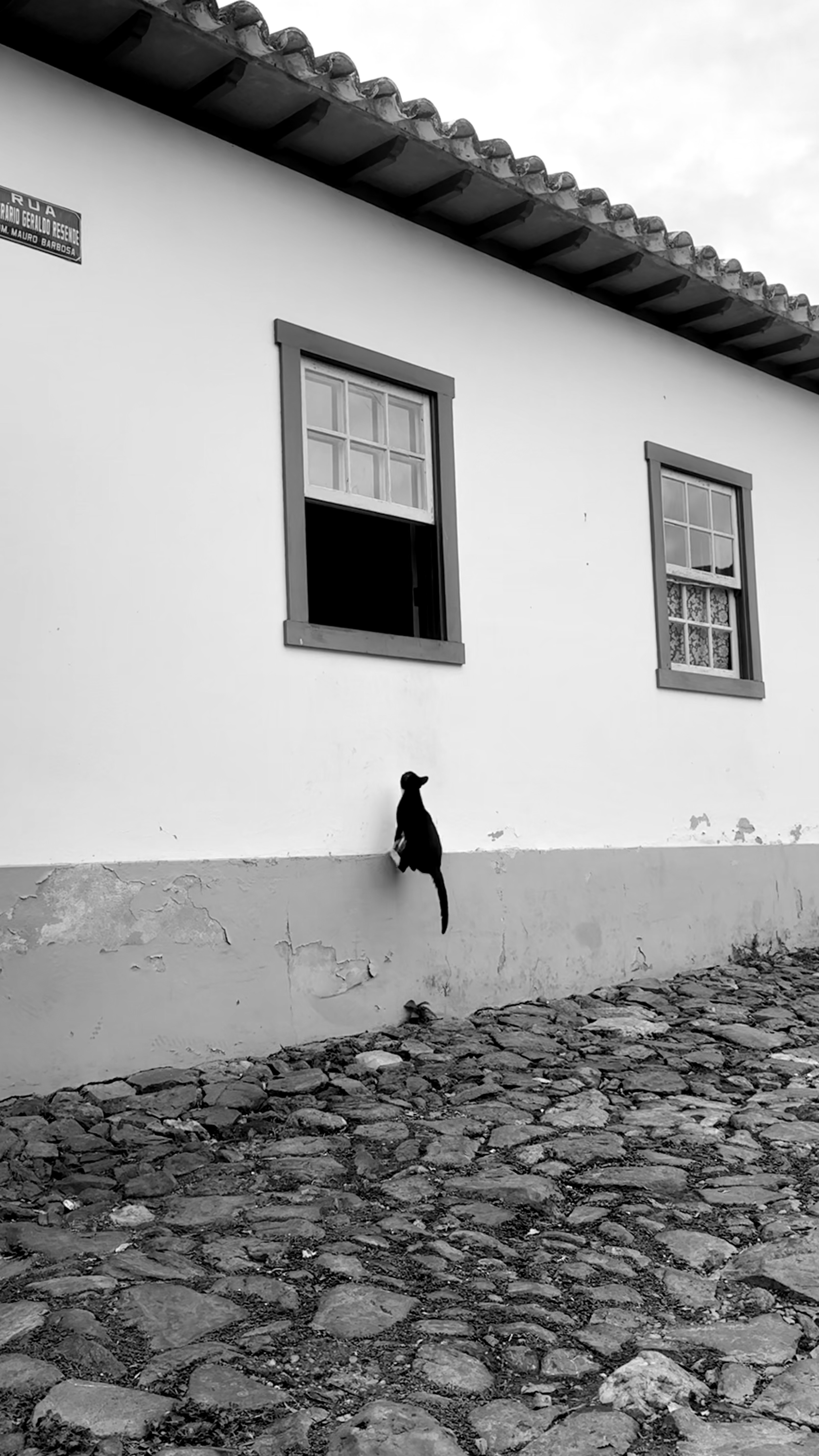 GATO FERAL