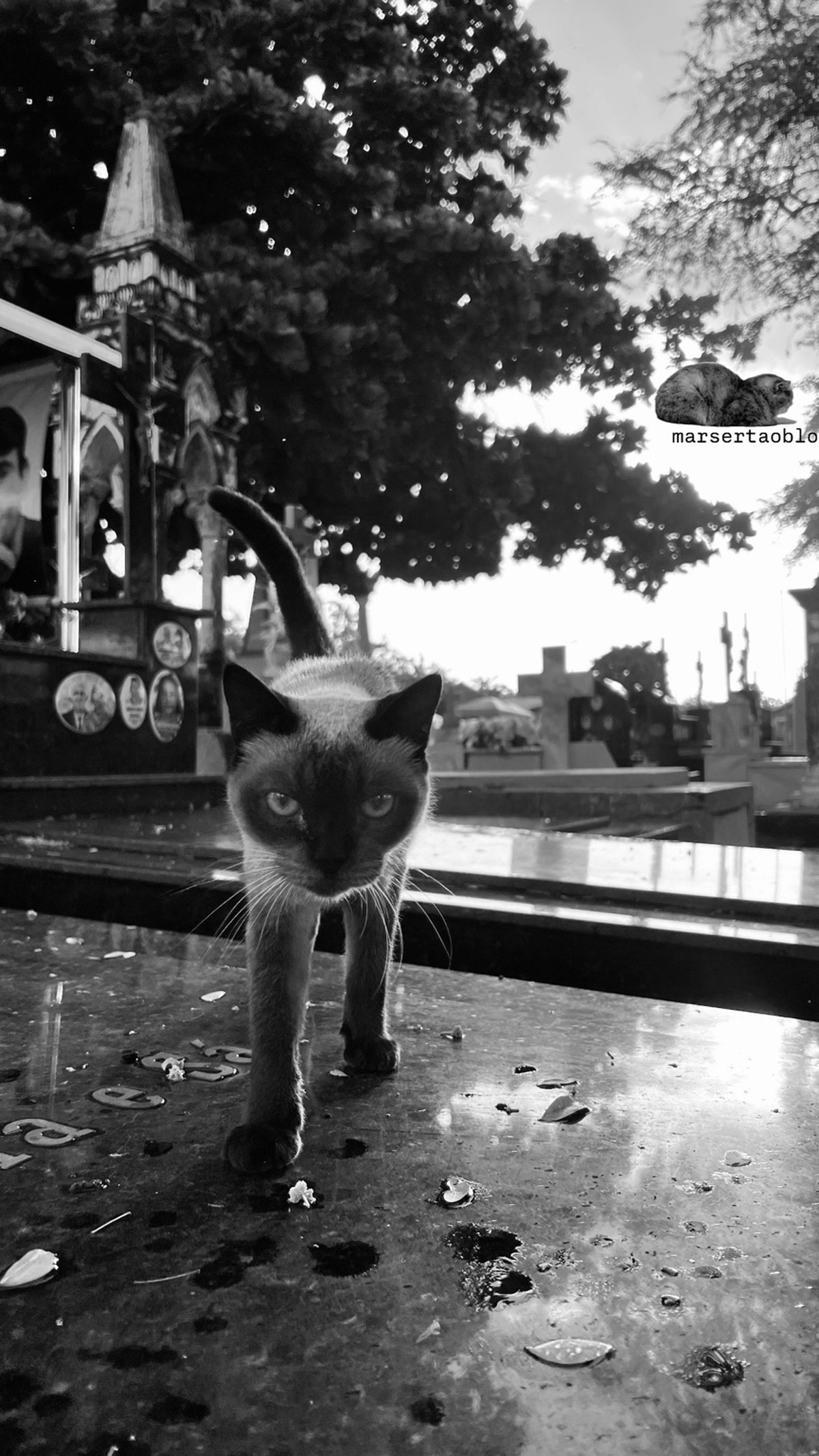 GATO FERAL
